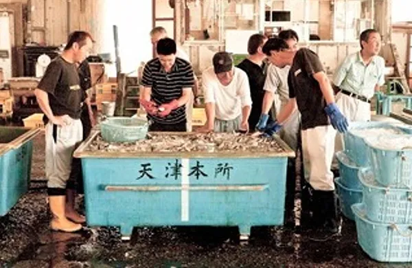 地元、天津漁港の入札権を持っています。