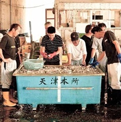 天津漁港から仕入れる地魚